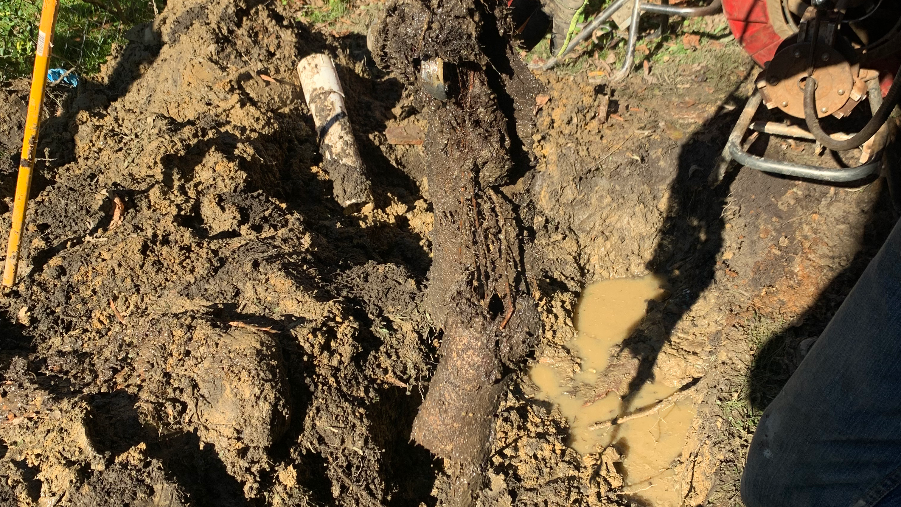 A close up of the roots of an old tree